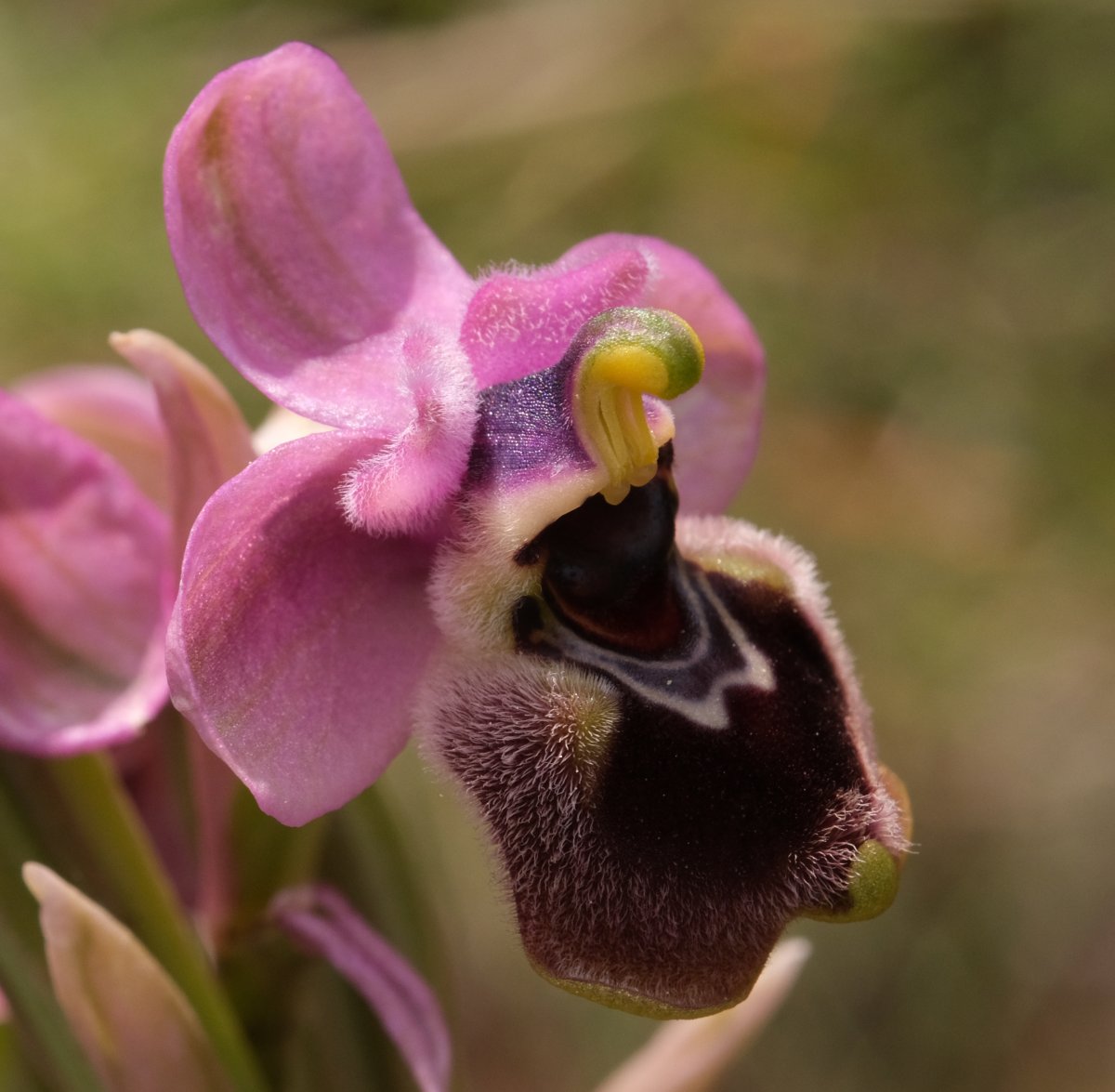 Ultime orchidee per quest''anno - Dalla Grecia con passione